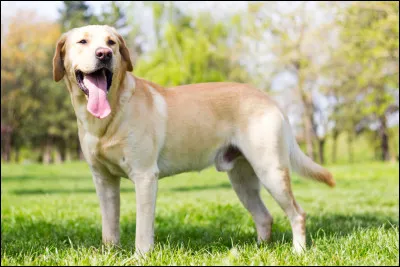 Combien a-t-il de possibilités de couleurs de robe ?