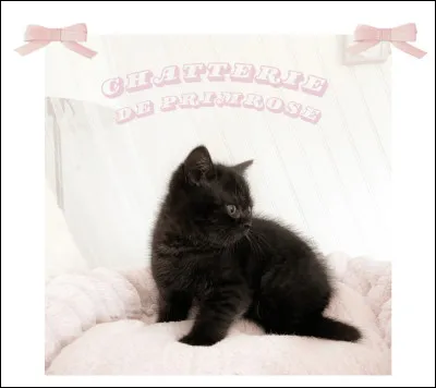 Niveau caractère, tu préfères les personnages :