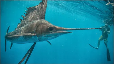 Mon premier n'est pas à vous, mon second est très seyant, mon tout ne convient pas !