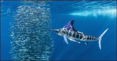 Mon premier est à moi, mon second est à toi, mon troisième circule en Scandinavie, mon tout, comme Arletty, a bien une gueule d'atmosphère !