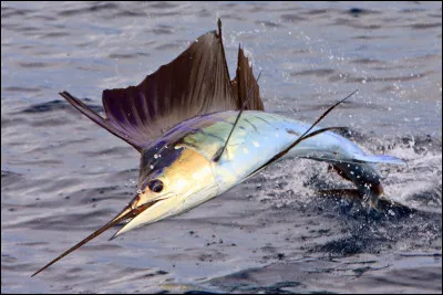 Mon premier est une abréviation, mon second peut-être à part, mon troisième est aréolé, mon tout a une allure reptilienne !