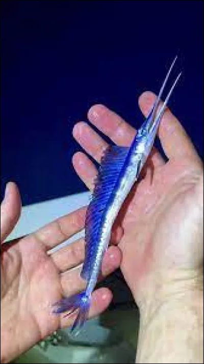 Mon premier est troisième, mon second est une mesure chinoise, mon troisième est une ville italienne, mon tout est aux ordres !