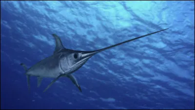 Mon premier peut saisir, on peut voir mon second sur un cheval, mon troisième t'appartient, mon tout était le droit d'un seigneur sur les biens de son vassal décédé !