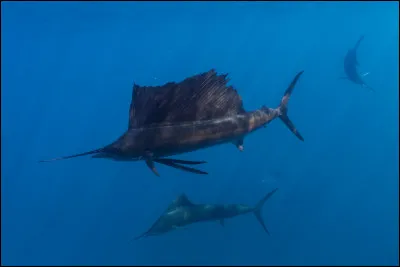 Mon premier est à moi, mon second ne brille pas par son intelligence, mon troisième peut aller se rhabiller, même un génie peut être mon tout !