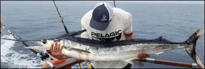 Mon premier est en tête, mon second est souvent lié à vos artères, mon troisième ne dit pas la vérité, mon tout a droit à tous vos égards !