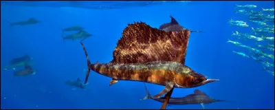 Mon premier me fait marée, mon second tourne la page, mon troisième portait le béret, mon tout vous fait sécher !