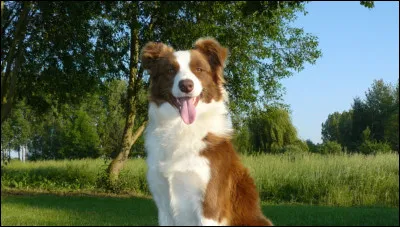 D'où est originaire le border collie ?