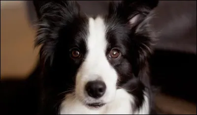 Comment sont ses poils ?