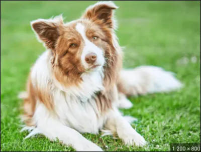 De quel groupe fait partie le border collie ?