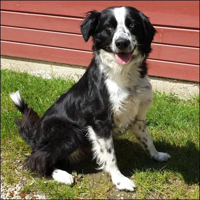 Comment sont ses besoins d'exercice ?