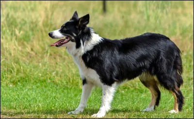 Quelle est la taille approximative du border collie ?