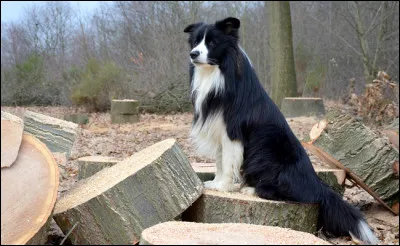 Quelles couleurs retrouve-t-on le plus souvent sur sa fourrure ?