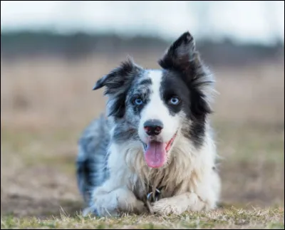 Quelle est la durée de vie moyenne de cette race ?