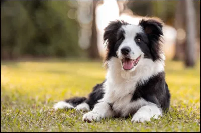 On dit que le border collie est la race la plus :