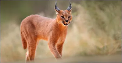 Plus dur, c'est un(e)...