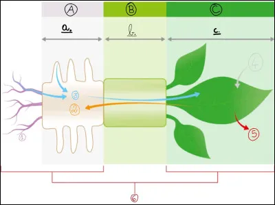 Complétez le schéma en faisant correspondre les numéros aux bonnes phrases :