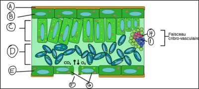 Complétez le schéma de la structure interne de la feuille :