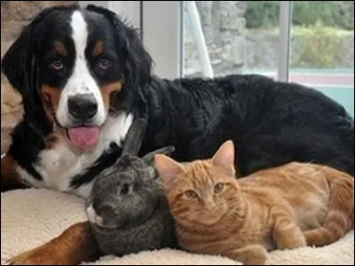 Quel animal préfères-tu ?
