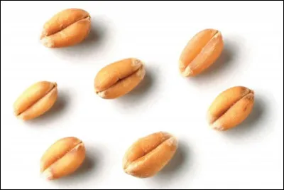 Quel est le composant principal du grain de blé ?