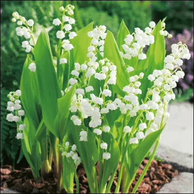 À combien d'années de mariage correspondent les noces de muguet ?