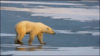 Nature : 
La Terre connaît actuellement sa sixième crise d'extinction massive.