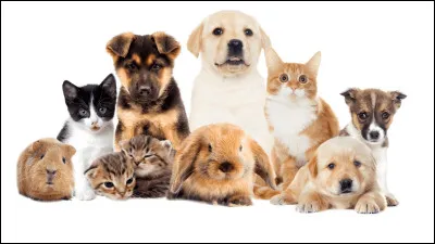 Quel serait ton animal de compagnie ?