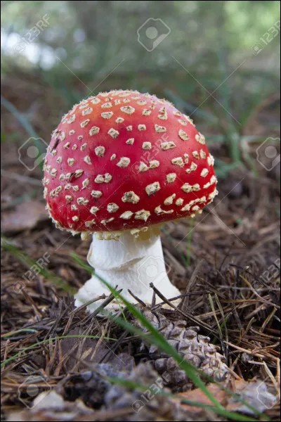 Qui ressemblerait à ça s'il existait dans la vraie vie ?