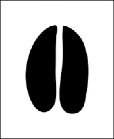 À quel animal appartient cette empreinte ?