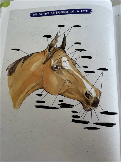 Nommez les parties de la tête présente sur la photo (en partant de la la gauche)