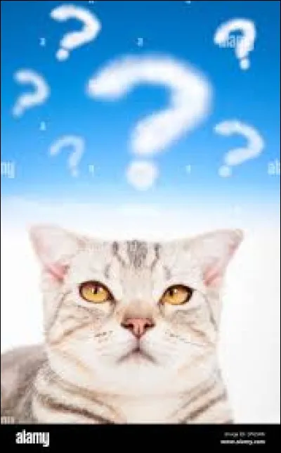 Le lieutenant du clan est mort. Un autre chat que toi est choisi. Que fais-tu ?