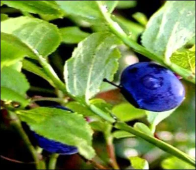 Dans Kaamelott, quel nom porte le jeune bouc offert au roi Arthur ?