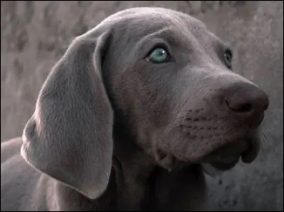 Quelle est cette race ?