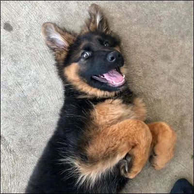 Quelle est cette race ?