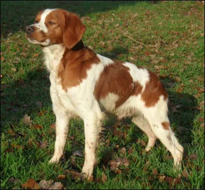 Et ce chien, quelle est sa race ?