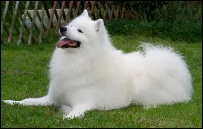 Dernière question, quelle est sa race ?