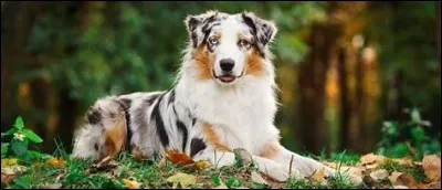 Ce chien est un...