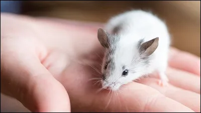 Quel oiseau mange des petits rongeurs ?