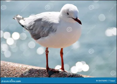 Quel est cet oiseau ?