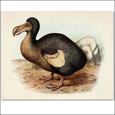 De quel pays le dodo est-il le symbole ?