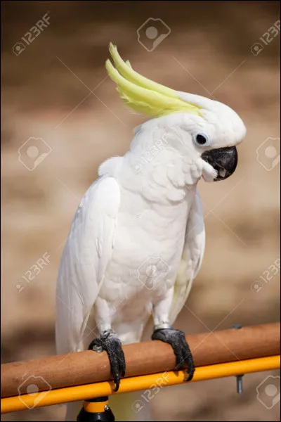 Quel est cet oiseau ?