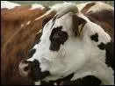 Quelle est la race de cette vache ?