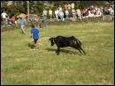 En terme de tauromachie, comment nomme-ton la jeune vache qu'on peut voir voluer dans les arnes camarguaises ?