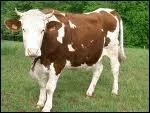 Quelle est la race de cette vache ?
