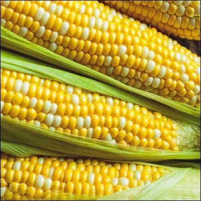 De combien de grains est composé un épis de maïs ?