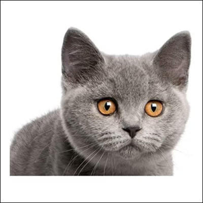 Quelle est cette race ?