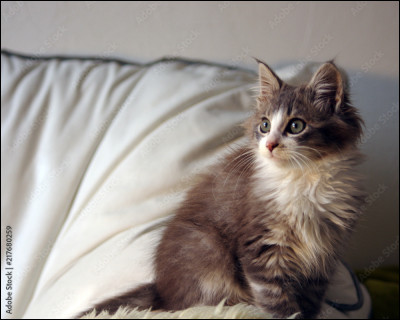 Comment dit-on "chaton" en anglais ?