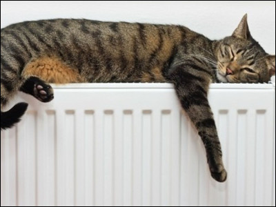 Combien d'heures le chat dort-il en moyenne par jour ?