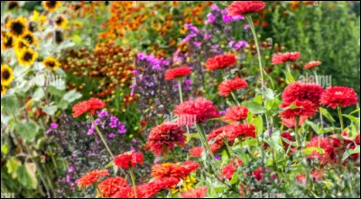 Il y a un vaste jardin avec beaucoup de couleurs : des fleurs (orange),(rose) et (rouge).