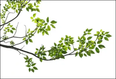 Mais aussi des feuillages (vert clair) et des branchages (marron).