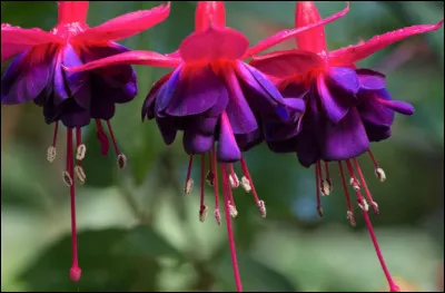 Il y a aussi de nombreuses espèces (fuchsia) et (pourpre).